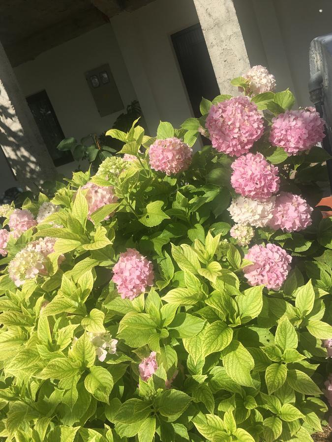 Guesthouse Star 莫斯塔尔 外观 照片